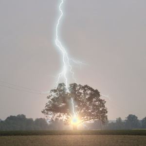 Lightning Strikes Oak Tree